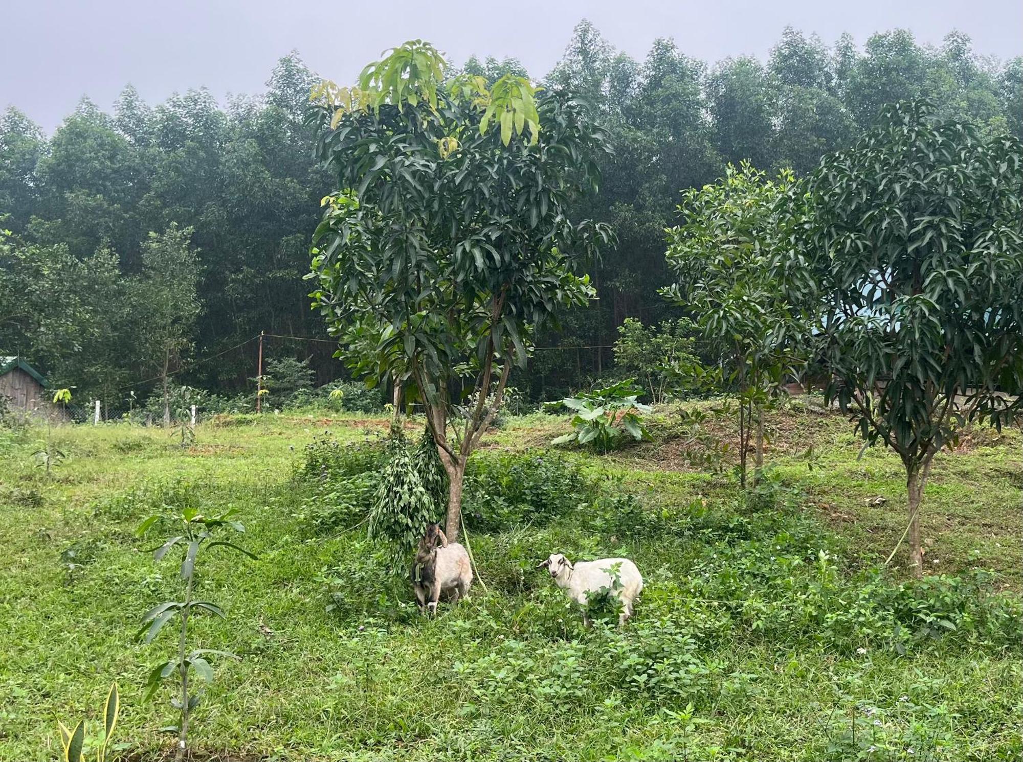 Nguyen Shack Retreat Resort Phong Nha Luaran gambar